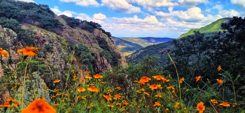 De la devastación a la recuperación; Sierra Gorda, un ejemplo de conservación