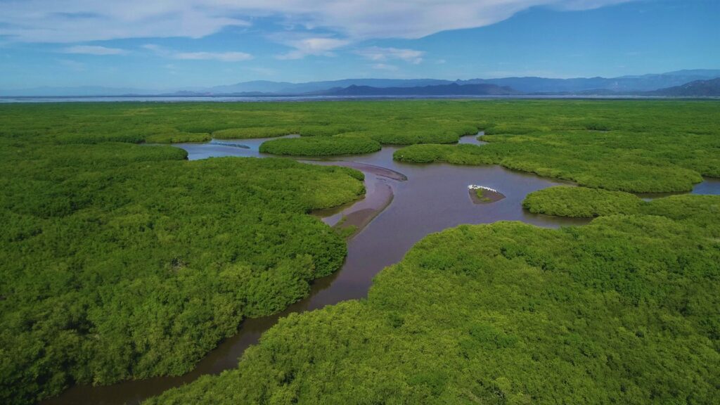 Google y WWF apoyarán conservación de manglares en Nayarit con inteligencia artificial.