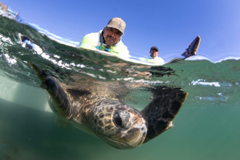 Turismo y conservación de tortugas, una familia de BCS lo hace posible.