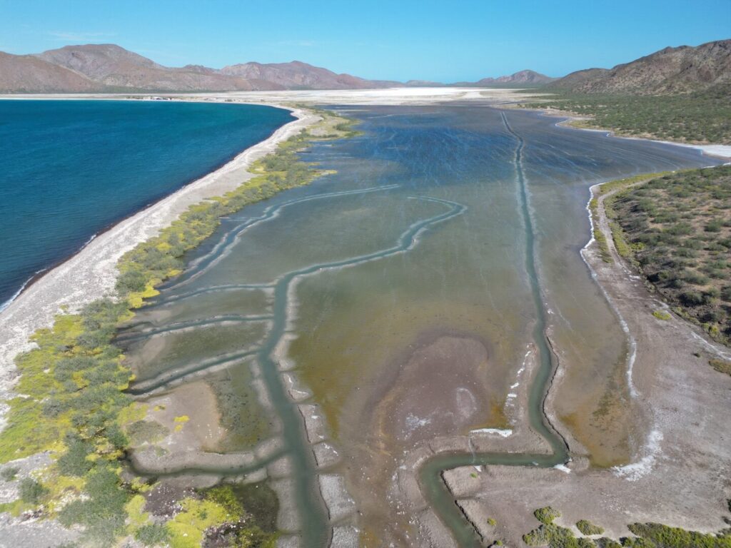 Restauración de manglares, un esfuerzo comunitario en Isla del Carmen, Baja California Sur