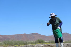 Restauración de manglares, un esfuerzo comunitario en Isla del Carmen, Baja California Sur.