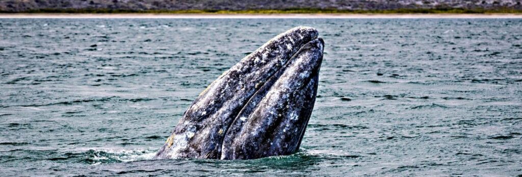 Censo de Conanp registra 883 ballenas en la Reserva de la Biósfera El Vizcaíno.