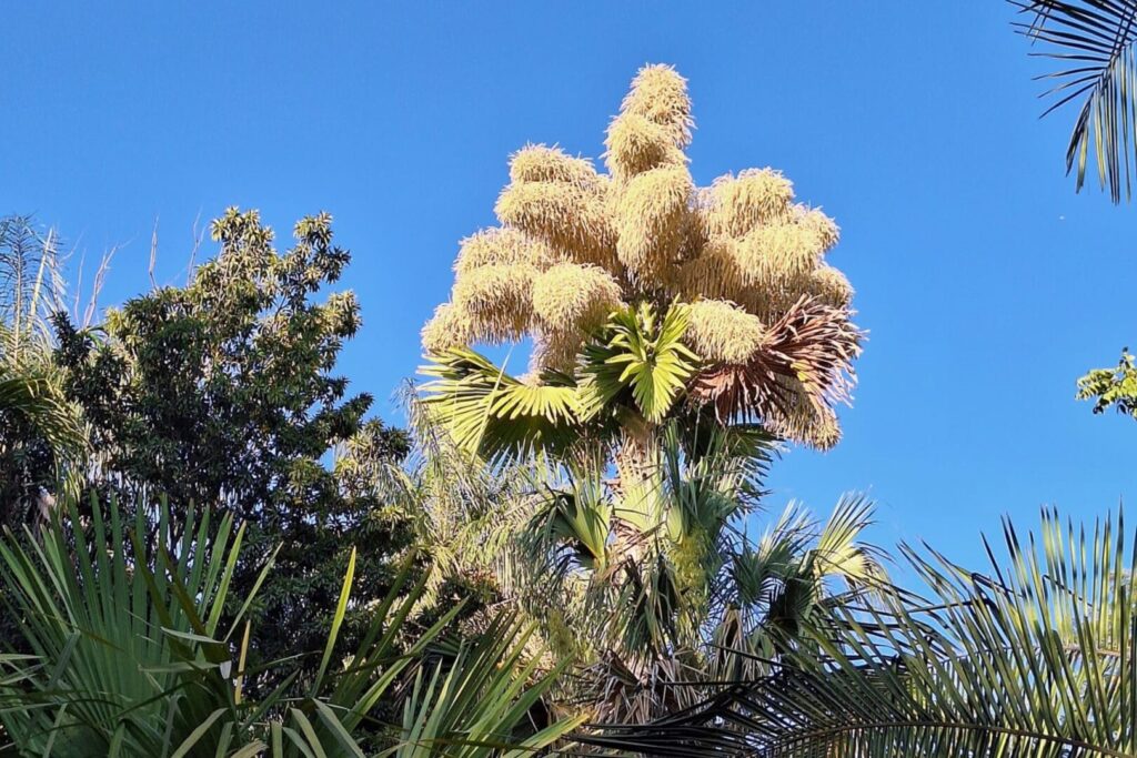 Florece por primera vez en México una palma talipot y puedes apreciar su belleza en Culiacán.