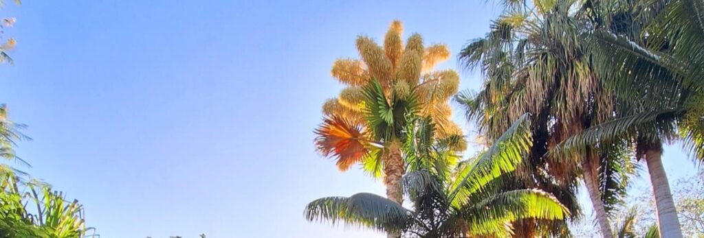Florece por primera vez en México una palma talipot y puedes apreciar su belleza en Culiacán