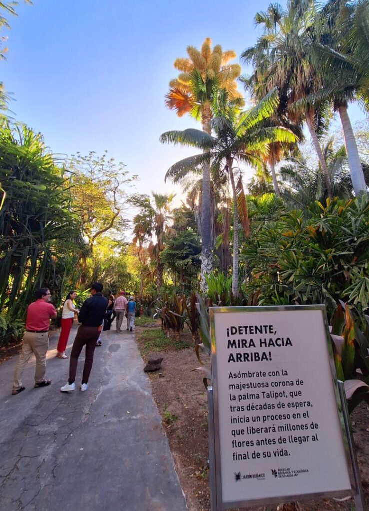 En la primera quincena de abril la palma talipot del Jardín Botánico de Culiacán presentó su inflorescencia en todo su esplendor. (Foto: Facebook Leti Gutiérrez)
