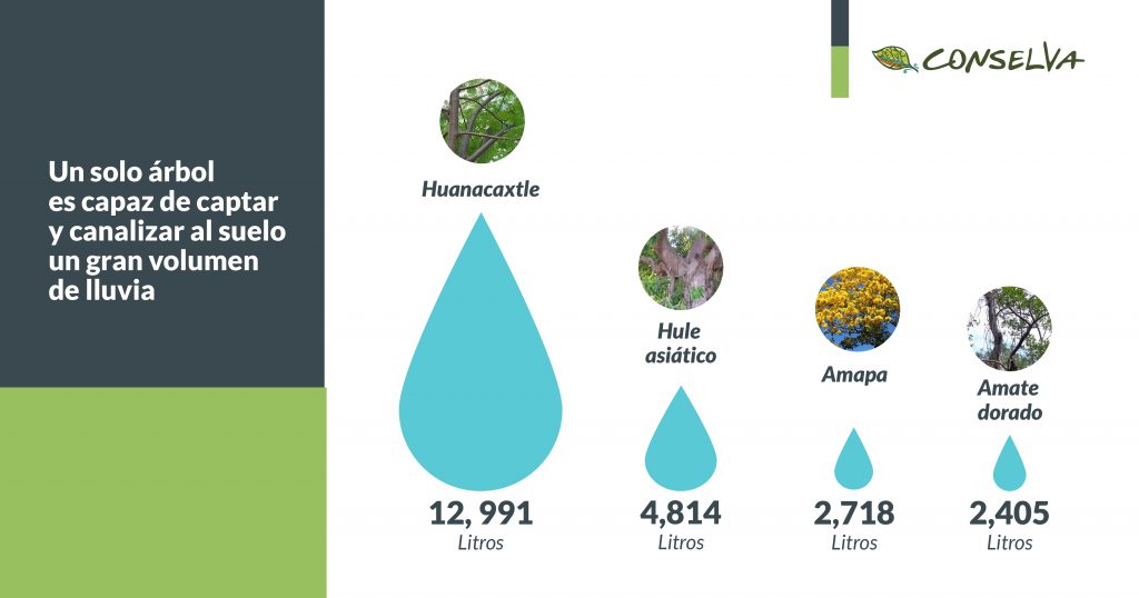 Los árboles son la principal fuente de agua al canalizarla al subsuelo y a la atmósfera.