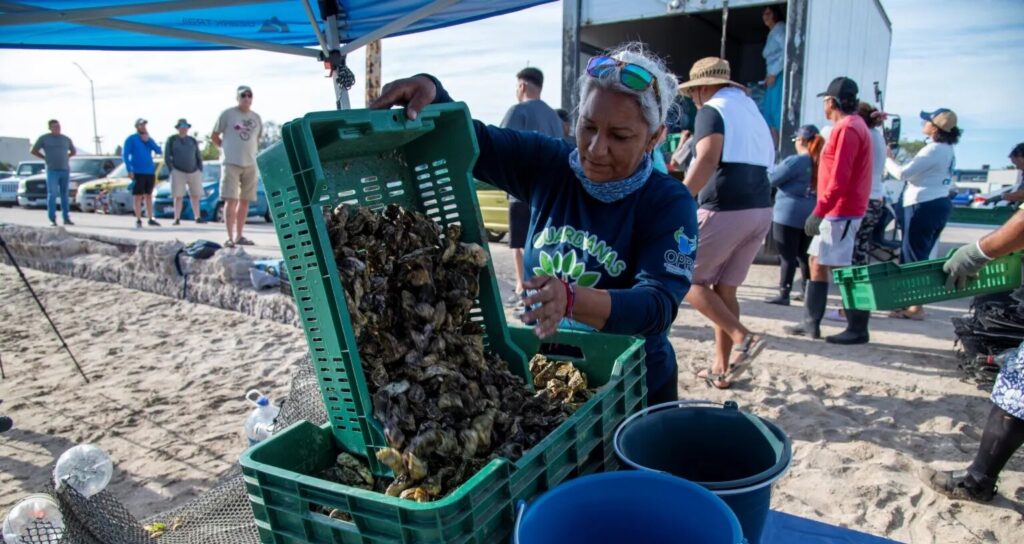 En La Paz, mujeres impulsan el cultivo de ostión como alternativa económica.