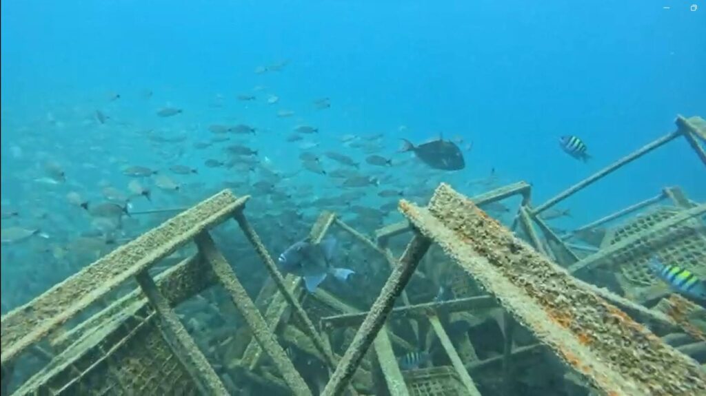 Arrecifes artificiales, una alternativa para restaurar ecosistemas marinos en el Mar de Cortés.