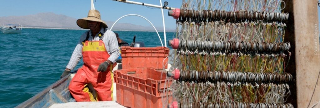 ONG’s impulsan herramientas de trazabilidad para la pesca sostenible en el Alto Golfo de California.