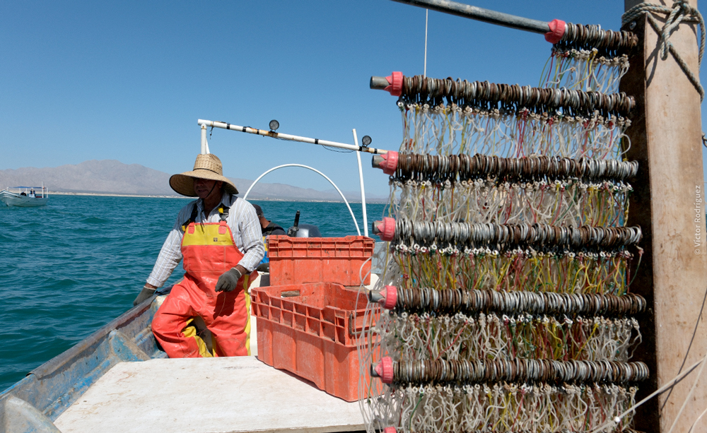 ONG’s impulsan herramientas de trazabilidad para la pesca sostenible en el Alto Golfo de California.