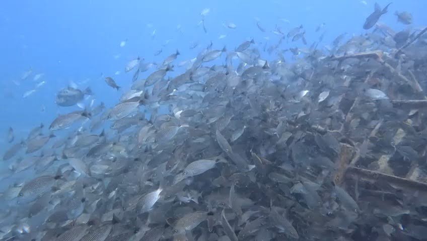 Oasis bajo el mar: Arrecifes artificiales impulsan la vida marina en la Bahía de La Paz