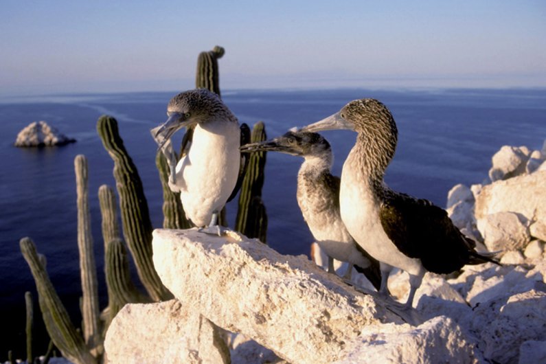 Isla de San Pedro Mártir es recertificada en la Lista Verde de Áreas Protegidas y Conservadas