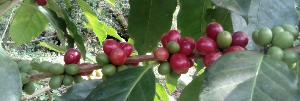 Productores de Chiapas buscan transformar los desechos del café en productos sostenibles