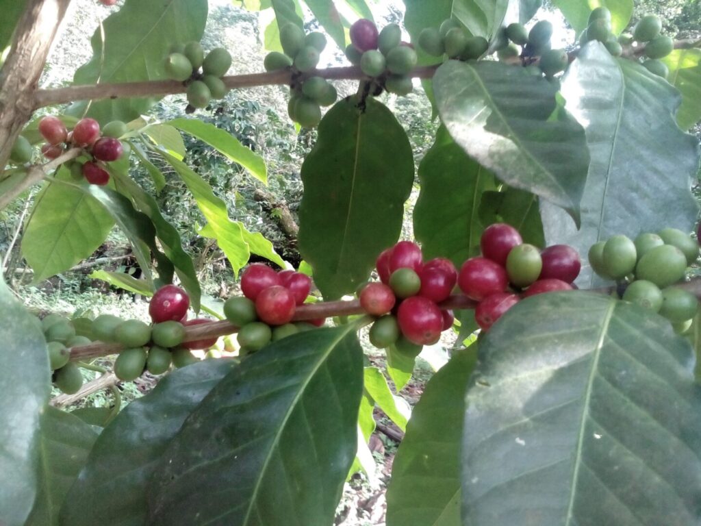 Productores de Chiapas buscan transformar los desechos del café en productos sostenibles