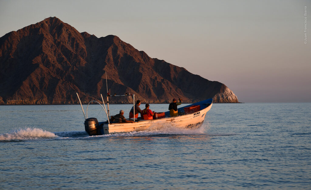 Proyecto de trazabilidad impulsa la pesca responsable en el Alto Golfo de California