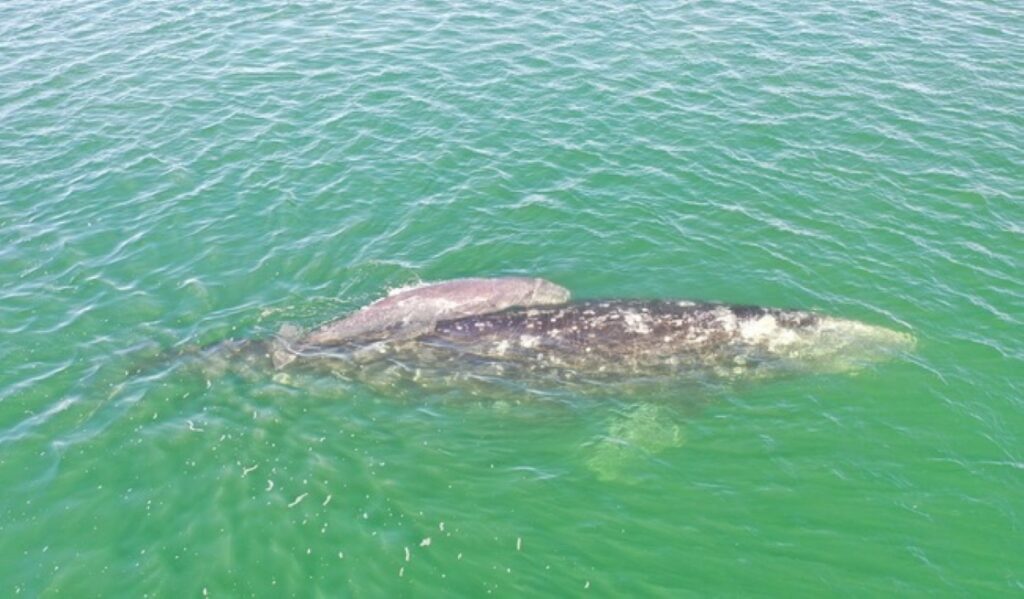 Reportan el arribo de más de 300 ejemplares de ballena gris a zonas de reproducción en BCS