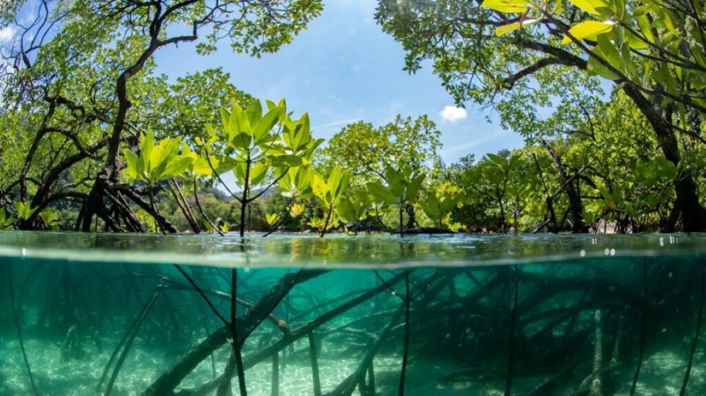 México se une a la iniciativa Mangrove Breakthrough para la conservación de manglares