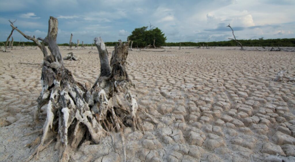 Acción frente al cambio climático es ineludible e impostergable: Alicia Bárcena.