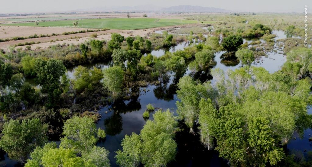 Alianza binacional combate la desertificación y regresa la vida al delta del Río Colorado.