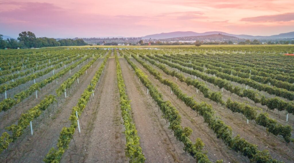 Vitivinícola mexicana produce un vino sostenible que cuida el planeta