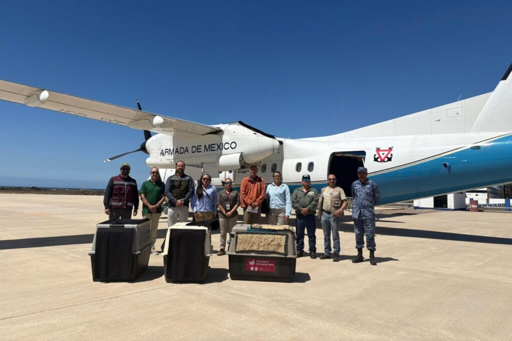 Dos crías de cóndor de California nacidas en Chapultepec llegan a Baja California para su reintroducción