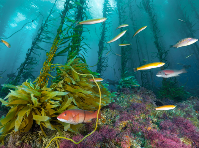 Gobierno, pescadores y sociedad civil unen fuerzas por la restauración de los bosques de kelp