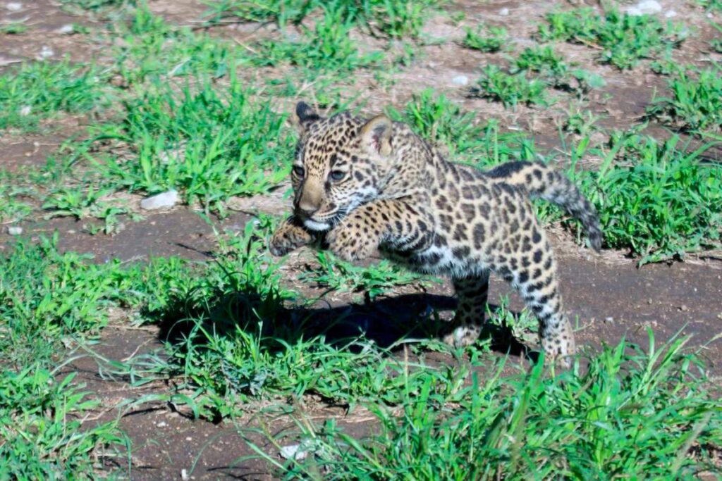 Nace Yazu, la primera cría del programa de conservación del jaguar mexicano