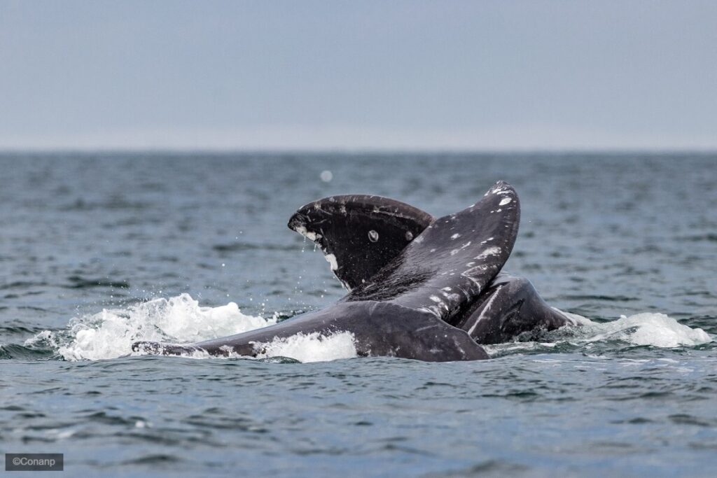 Ballena gris vuelve a El Vizcaíno: comienza una nueva temporada de conservación y turismo sustentable