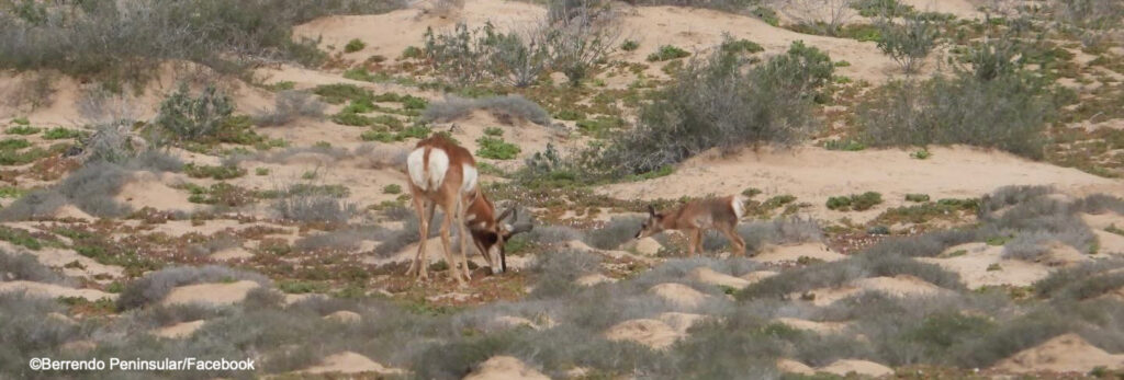 Salvar al berrendo peninsular, la apuesta por preservar el corazón del desierto de Baja California