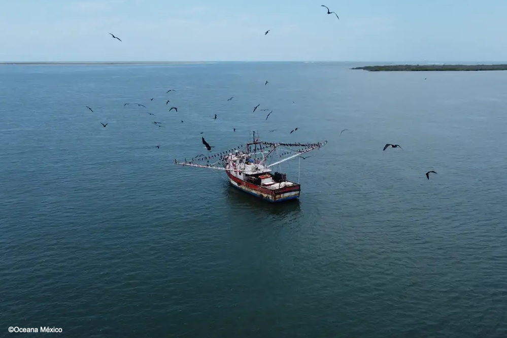 Estados Unidos eleva presión sobre México: pesca y tala ilegal entran al centro del conflicto comercial.