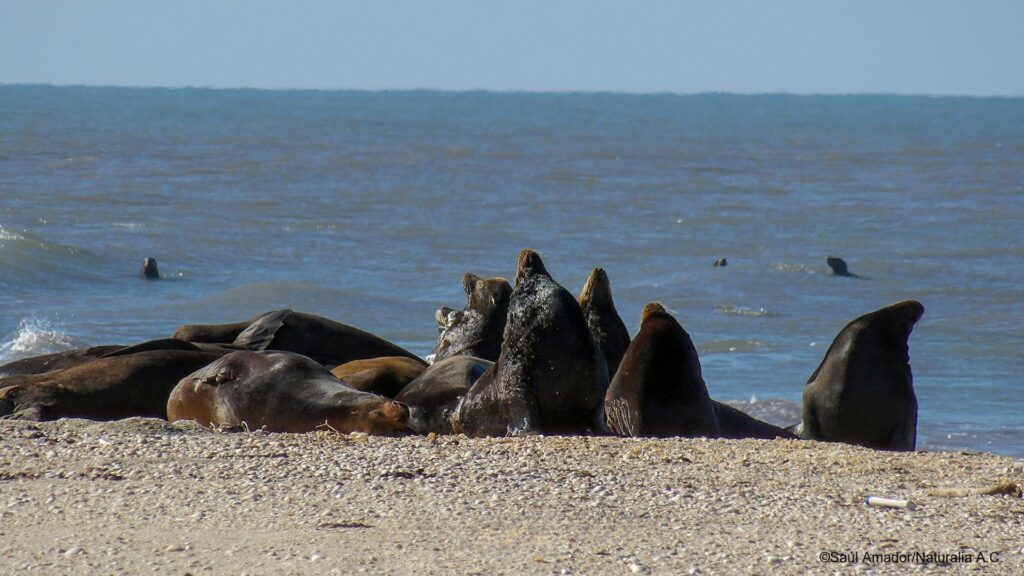 Alianza entre comunidades y ciencia impulsa la conservación del lobo marino en Bahía de Lobos.