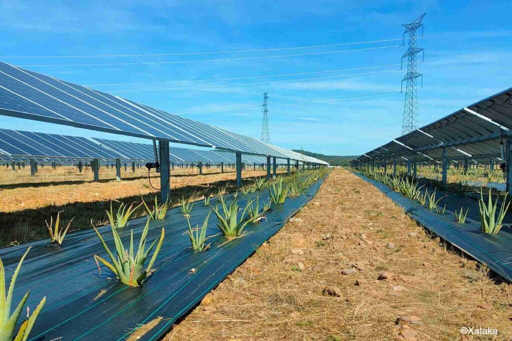 Cultivar alimentos y electricidad al mismo tiempo: el potencial de la técnica agrovoltaica en México.