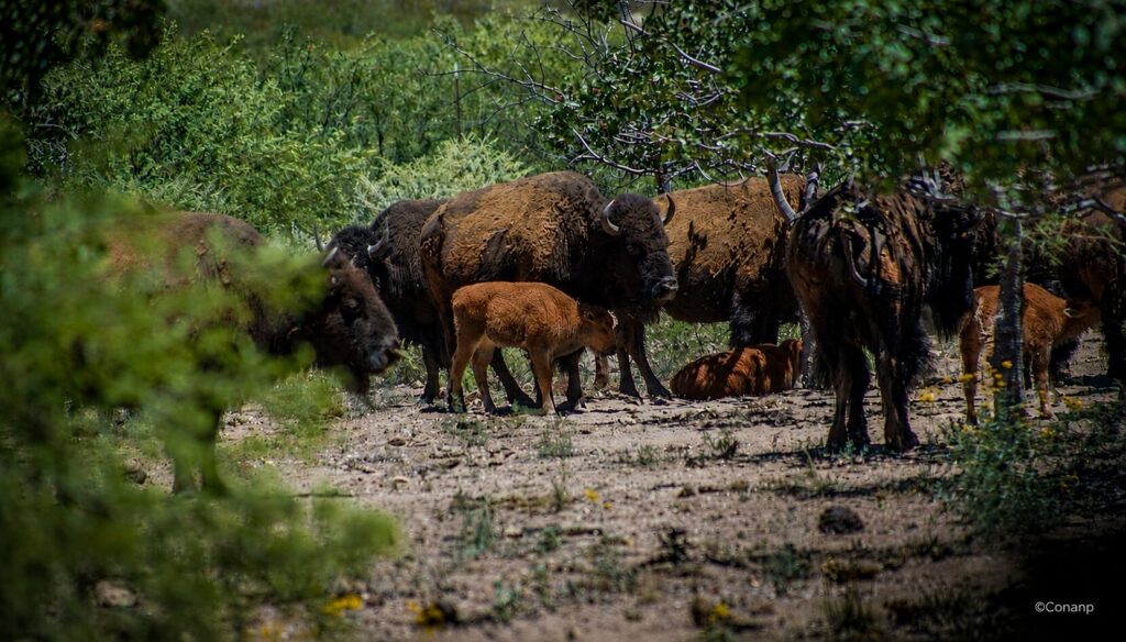 El regreso del bisonte al desierto sonorense ya tiene una nueva generación.
