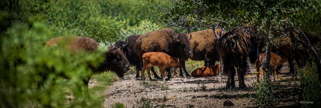 El regreso del bisonte al desierto sonorense ya tiene una nueva generación