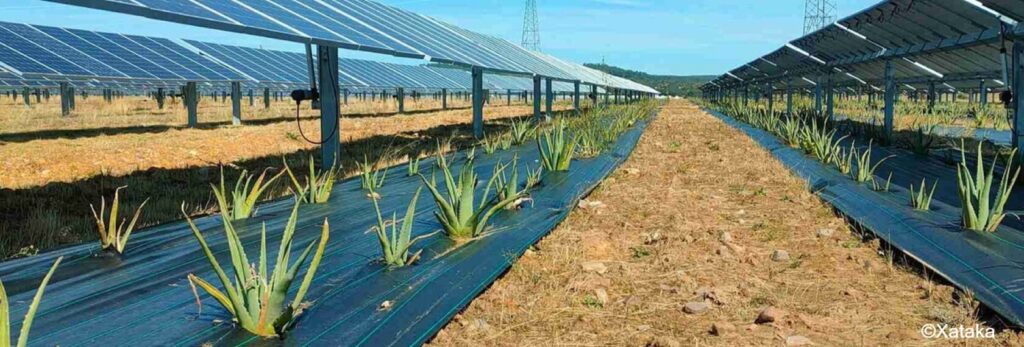 Cultivar alimentos y electricidad al mismo tiempo: el potencial de la técnica agrovoltaica en México