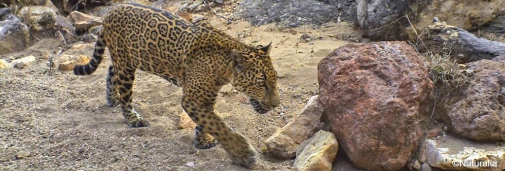 Proteger al jaguar es proteger el último refugio donde aún se reproduce en el norte de América