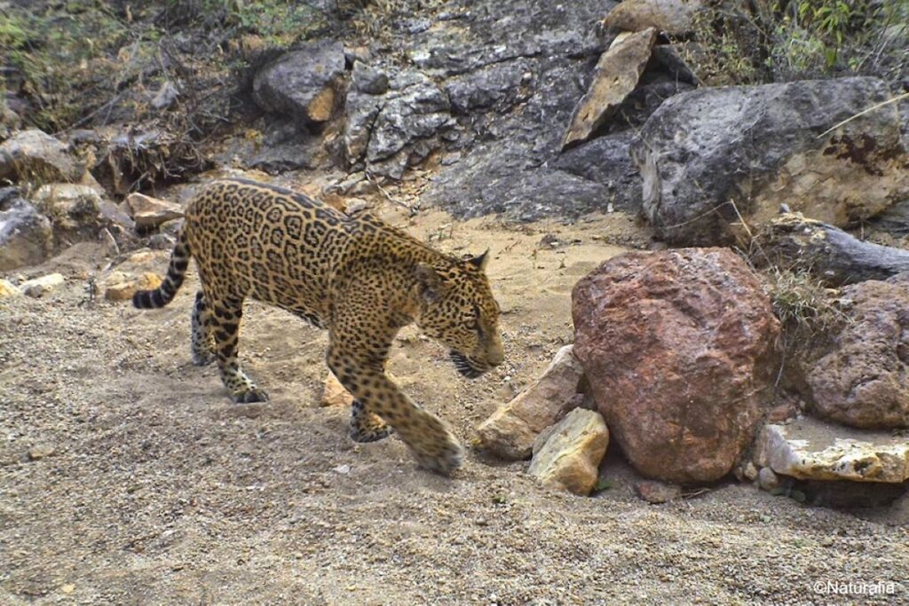Proteger al jaguar es proteger el último refugio donde aún se reproduce en el norte de América.