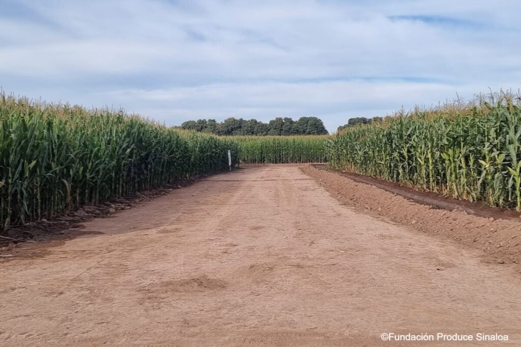Producir alimentos con menos presión sobre el agua: el desafío agrícola de Sinaloa.