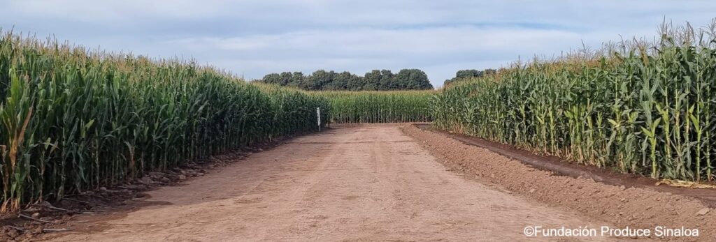 Producir alimentos con menos presión sobre el agua: el desafío agrícola de Sinaloa